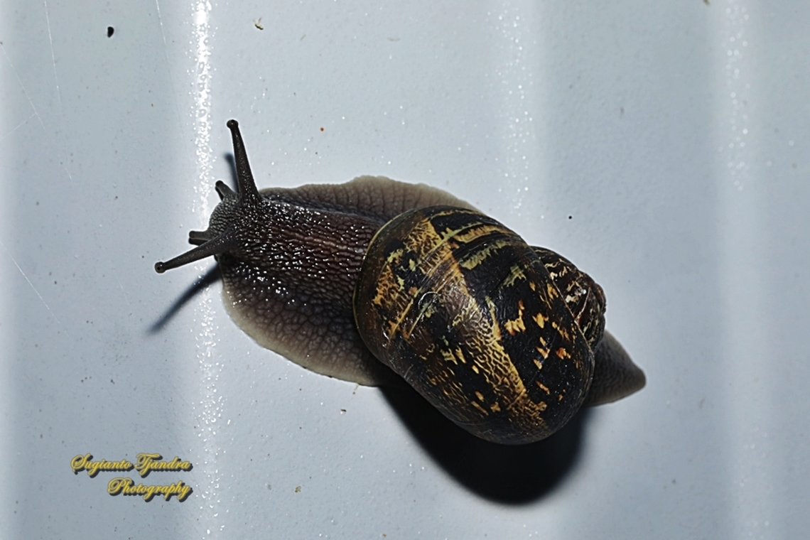 Garden Snail, Cornu aspersum  Australia,Cornu aspersum,Garden Snail,Geotagged,Winter