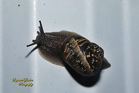 Garden Snail, Cornu aspersum  Australia,Cornu aspersum,Garden Snail,Geotagged,Winter