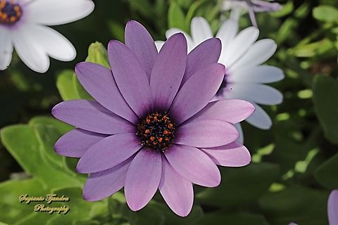 Blue-and-white Daisybush flowers, Dimorphotheca ecklonis  Australia,Blue-and-white Daisybush,Dimorphotheca ecklonis,Geotagged,Winter