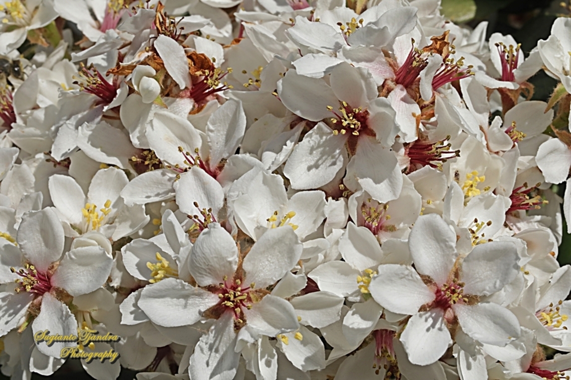 Indian Hawthorn flowers, Rhaphiolepis indica  Australia,Geotagged,Rhaphiolepis indica,Winter