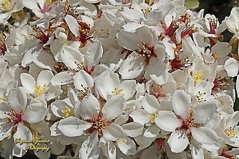 Indian Hawthorn flowers, Rhaphiolepis indica  Australia,Geotagged,Rhaphiolepis indica,Winter