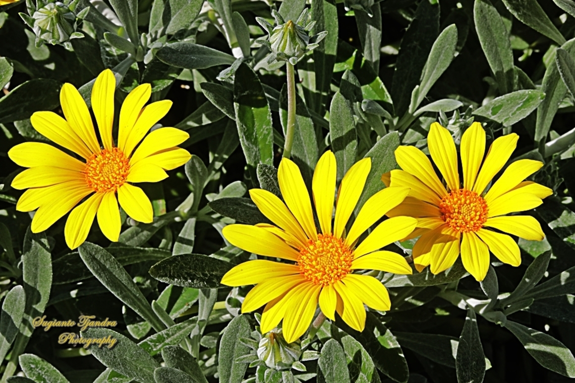 Trailing Treasureflower flowers, Gazania rigens  Australia,Gazania rigens,Geotagged,Trailing Treasureflower,Winter