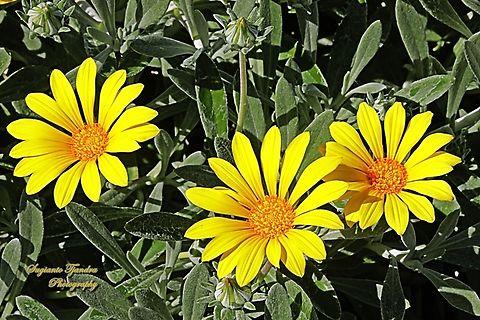 Trailing Treasureflower flowers, Gazania rigens  Australia,Gazania rigens,Geotagged,Trailing Treasureflower,Winter