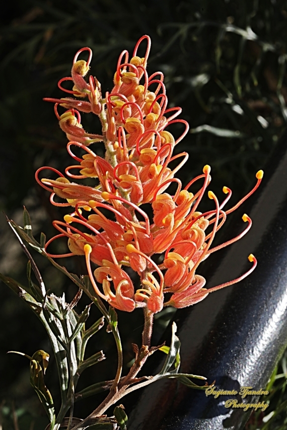 Scarlet Grevillea, Grevillea banksii  Australia,Geotagged,Grevillea banksii,Scarlet Grevillea,Winter