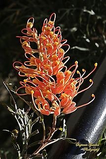 Scarlet Grevillea, Grevillea banksii  Australia,Geotagged,Grevillea banksii,Scarlet Grevillea,Winter