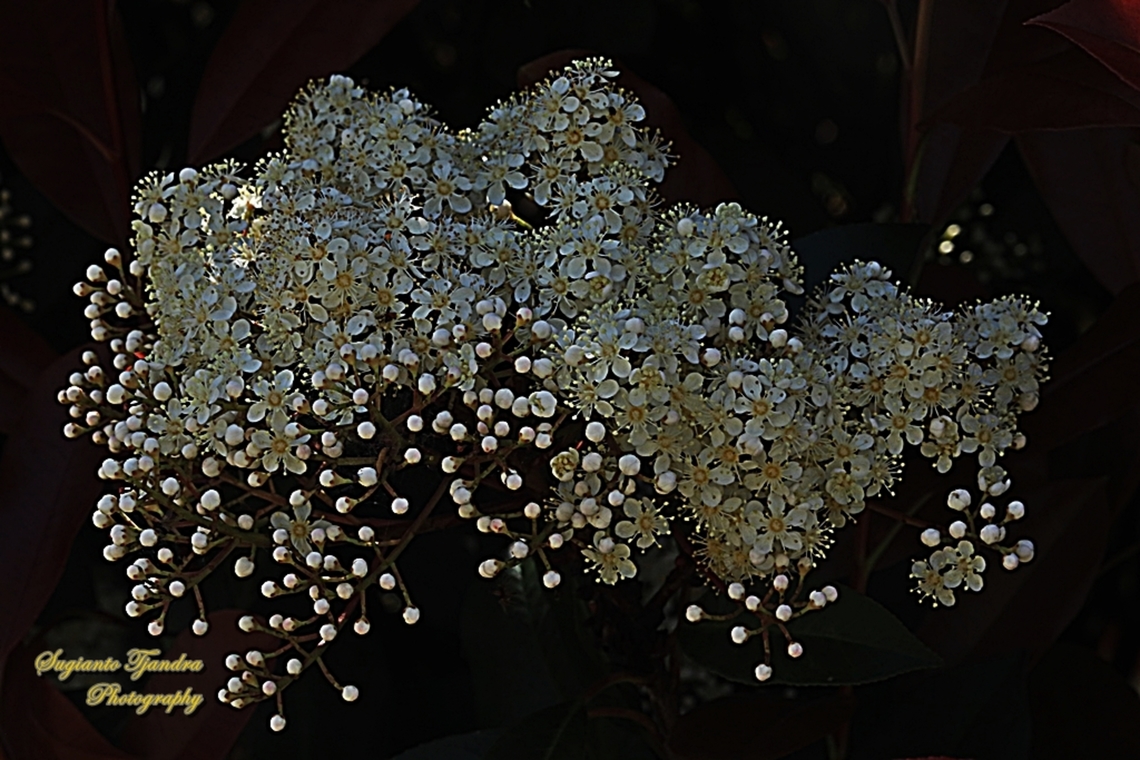 Chinese Photinia flowers, Photinia serratifolia  Australia,Chinese Photinia,Geotagged,Photinia serratifolia,Winter