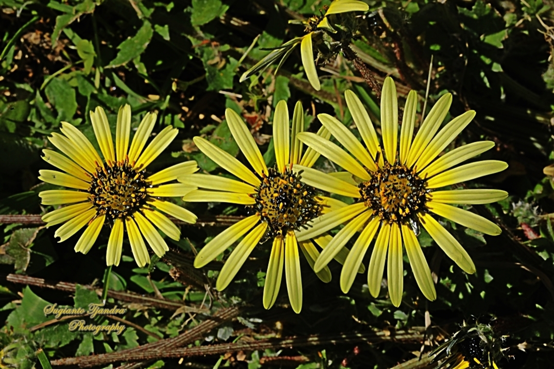 Capeweed flowers, Arctotheca calendula  Arctotheca calendula,Australia,Geotagged,Plain treasureflower,Winter