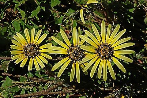 Capeweed flowers, Arctotheca calendula  Arctotheca calendula,Australia,Geotagged,Plain treasureflower,Winter