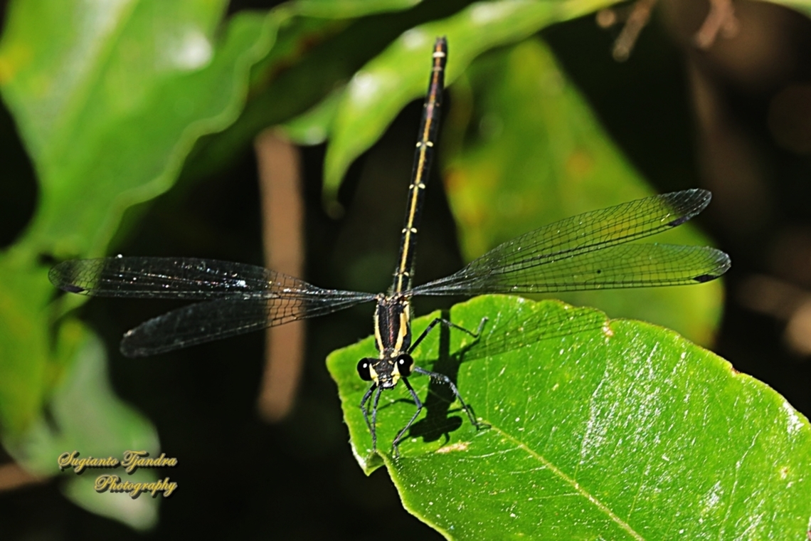 Common Flatwing Damselfly,  Austroargiolestes icteromelas  Australia,Austroargiolestes icteromelas,Common flatwing,Geotagged,Winter