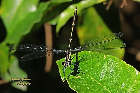 Common Flatwing Damselfly,  Austroargiolestes icteromelas  Australia,Austroargiolestes icteromelas,Common flatwing,Geotagged,Winter