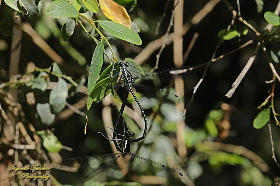 Common Flatwing Damselfly, Austroargiolestes icteromelas  Australia,Austroargiolestes icteromelas,Common flatwing,Geotagged,Winter