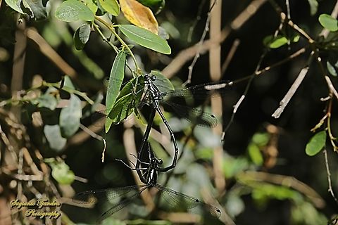 Common Flatwing Damselfly, Austroargiolestes icteromelas  Australia,Austroargiolestes icteromelas,Common flatwing,Geotagged,Winter