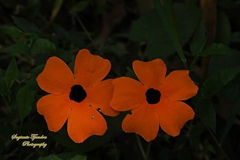 Black-eyed Susan Vine flowers,  Thunbergia alata  Australia,Black-eyed Susan vine,Geotagged,Thunbergia alata,Winter