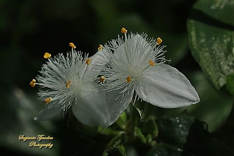 Small-leaf Spiderwort flowers,  Tradescantia fluminensis  Australia,Geotagged,Tradescantia fluminensis,Winter
