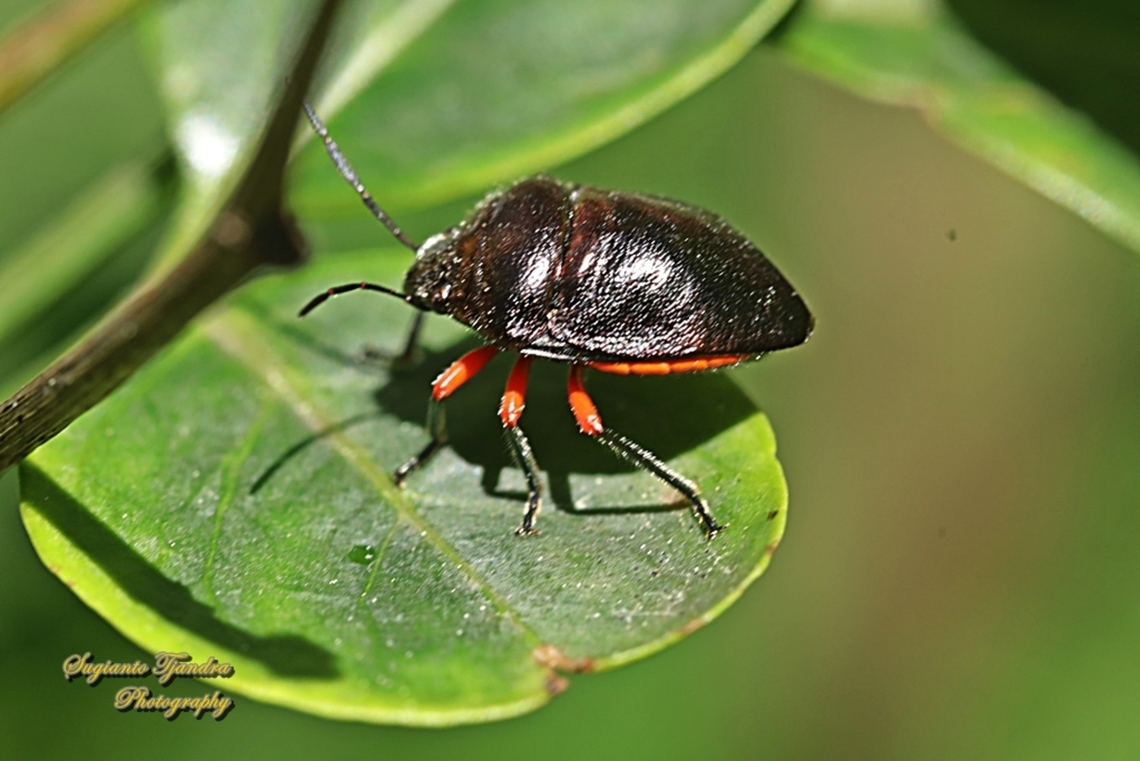 Jewel Bug, Lampromicra aerea  Australia,Geotagged,Lampromicra aerea,Winter