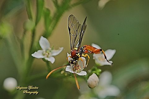 Bee Parasitizing Wasps, Labium Sp.  Australia,Geotagged,Winter