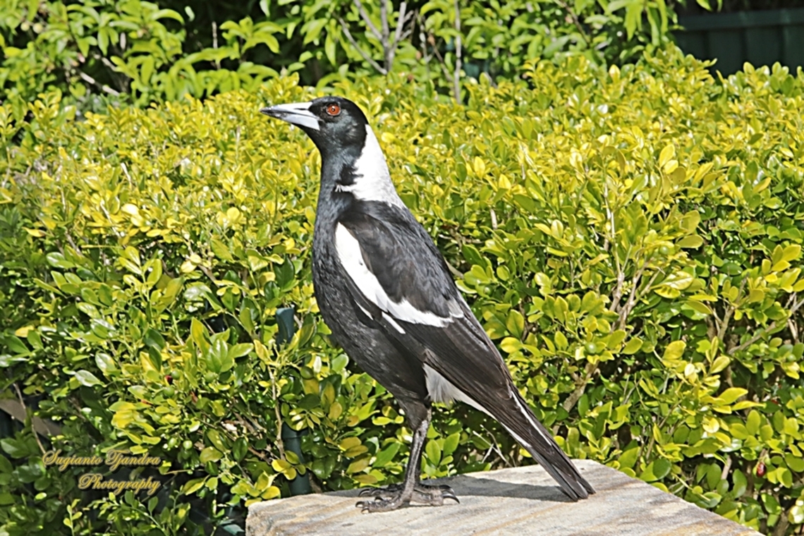Australian Magpie, Gymnorhina tibicen  Australia,Australian magpie,Geotagged,Gymnorhina tibicen,Spring