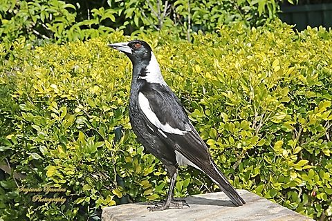 Australian Magpie, Gymnorhina tibicen  Australia,Australian magpie,Geotagged,Gymnorhina tibicen,Spring