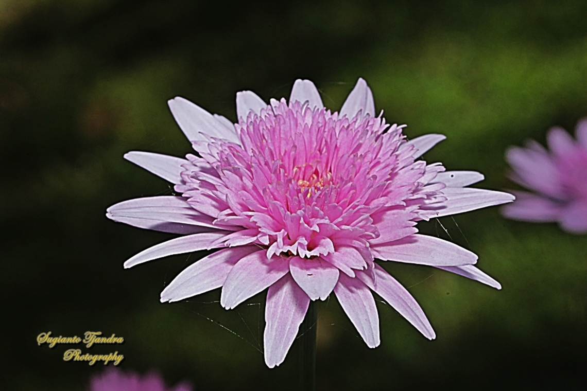 Common Chrysanthemum flower,  Chrysanthemum × morifolium  Australia,Geotagged,Spring