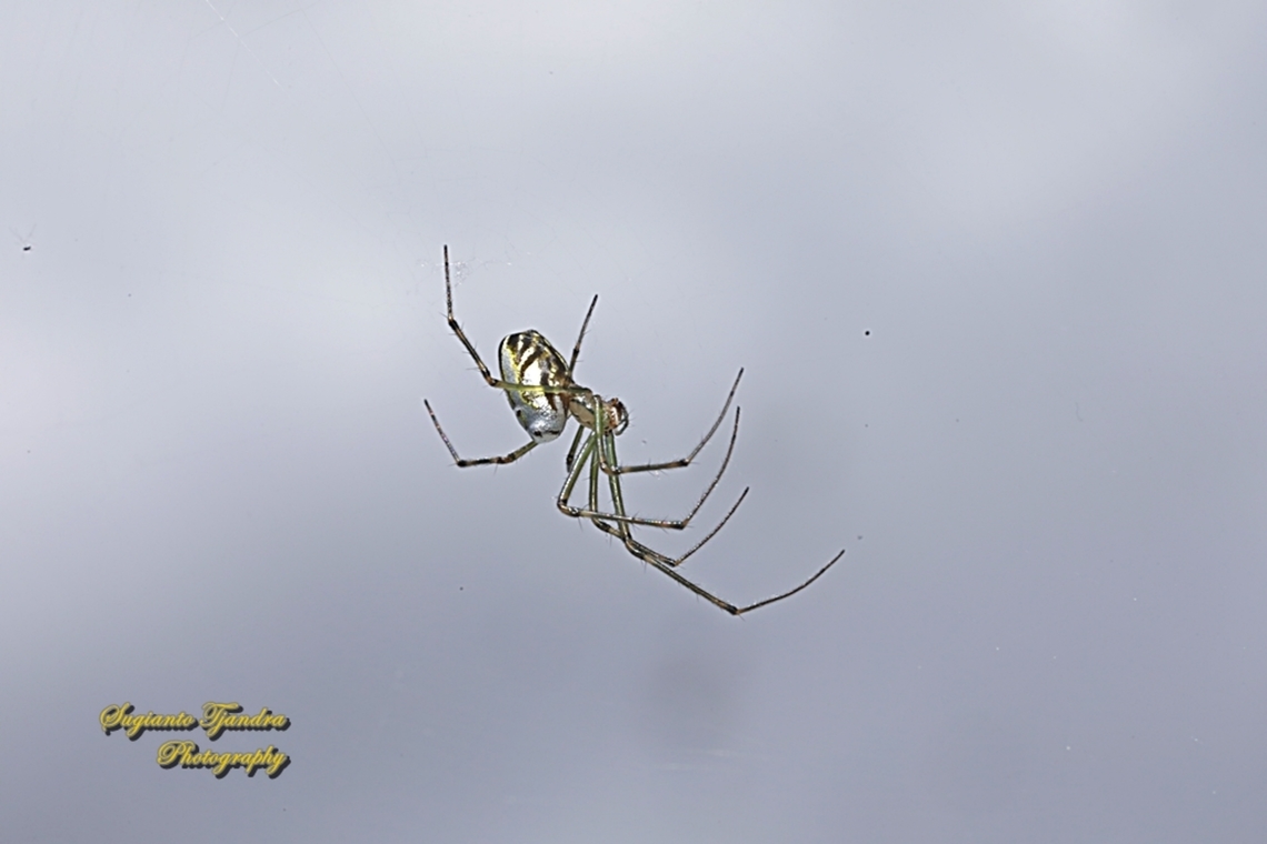 Silver Orb Spider, Leucauge dromedaria  Australia,Geotagged,Humped silver orb spider,Leucauge dromedaria,Spring