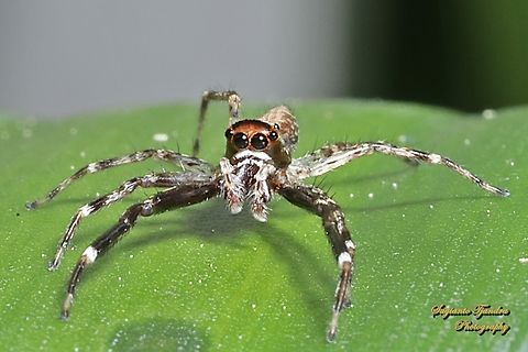Bronze Hopper Jumping Spider, Helpis minitabunda, family Salticidae  Aussie Bronze Jumping Spider,Australia,Geotagged,Helpis minitabunda,Spring
