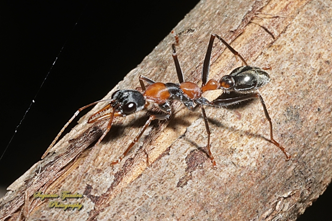 Australian Jumping Jack Ant, Myrmecia nigrocincta, family Formicidae  Australia,Geotagged,Jumper ant,Myrmecia nigrocincta,Spring