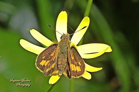 Skipper Butterfly, Yellow-banded dart, Ocybadistes walkeri ssp sothis  Australia,Geotagged,Ocybadistes walkeri,Spring,Yellow-banded Dart