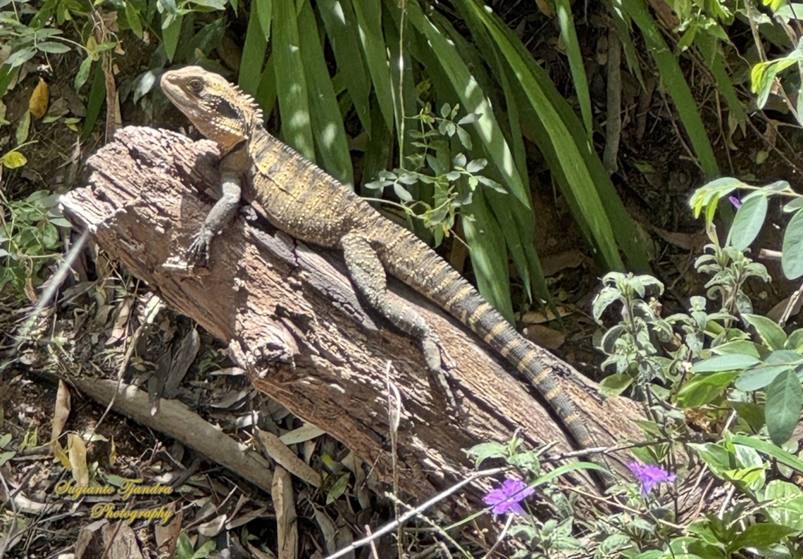 Eastern Water Dragon, Intellagama lesueurii ssp. lesueurii  Australia,Australian water dragon,Geotagged,Intellagama lesueurii,Spring