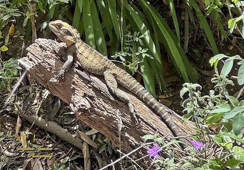 Eastern Water Dragon, Intellagama lesueurii ssp. lesueurii  Australia,Australian water dragon,Geotagged,Intellagama lesueurii,Spring