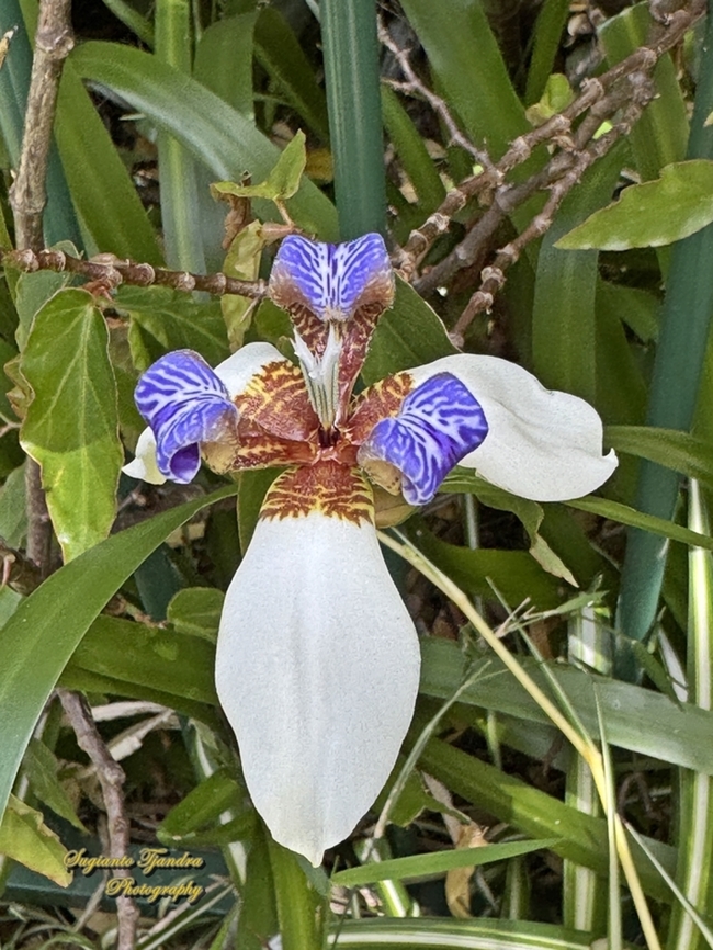 Walking Iris, Trimezia northiana  Australia,Geotagged,Spring,Trimezia northiana