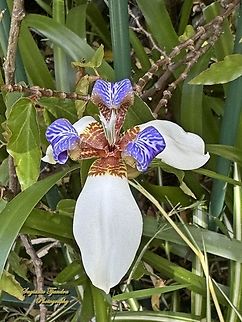 Walking Iris, Trimezia northiana  Australia,Geotagged,Spring,Trimezia northiana