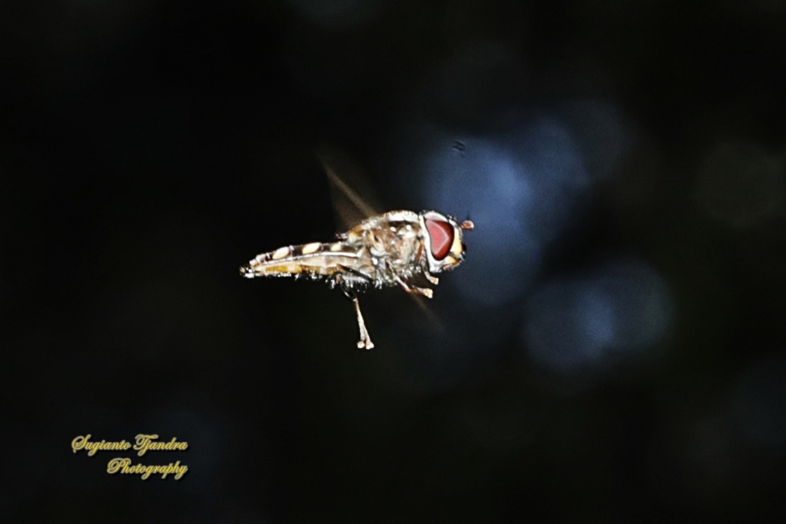 Common Halfband Hover Fly, Melangyna viridiceps  Australia,Common Halfband,Geotagged,Melangyna viridiceps,Spring