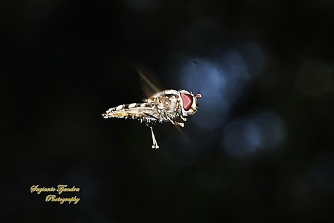 Common Halfband Hover Fly, Melangyna viridiceps  Australia,Common Halfband,Geotagged,Melangyna viridiceps,Spring
