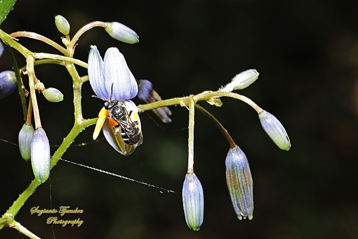 Sweat Bees, Family Halictidae  Australia,Geotagged,Spring