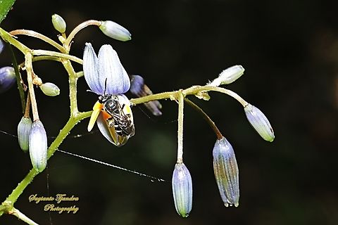 Sweat Bees, Family Halictidae  Australia,Geotagged,Spring