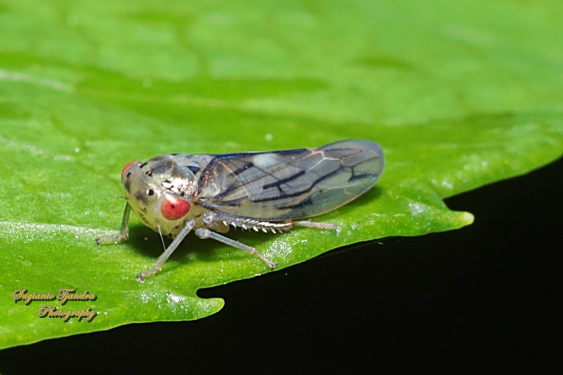 Typical Leafhoppers, Family Cicadellidae  Australia,Geotagged,Spring