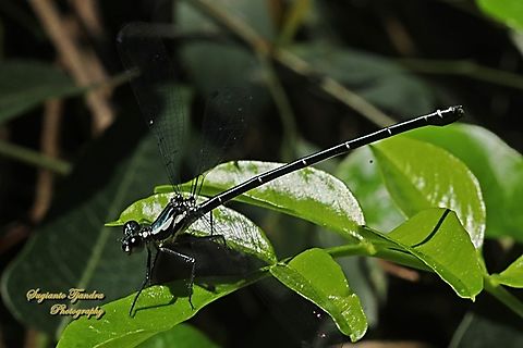 Common Flatwing Damselfly,  Austroargiolestes icteromela  Australia,Austroargiolestes icteromelas,Common flatwing,Geotagged,Spring