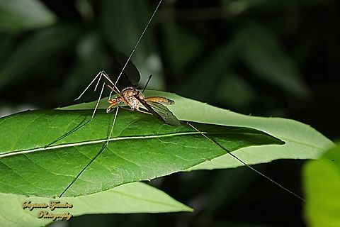 Common Brown Crane Fly, Leptotarsus costalis  Australia,Common Brown Crane Fly,Geotagged,Leptotarsus costalis,Spring