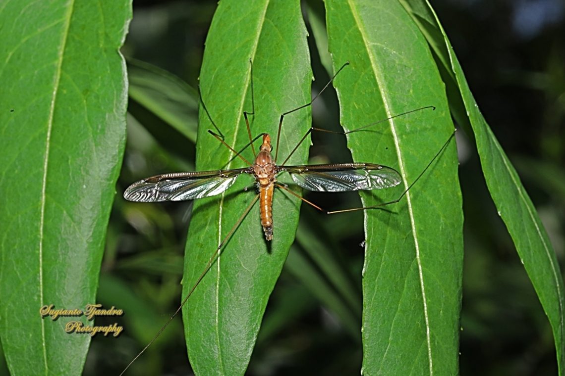 Common Brown Crane Fly, Leptotarsus costalis  Australia,Common Brown Crane Fly,Geotagged,Leptotarsus costalis,Spring