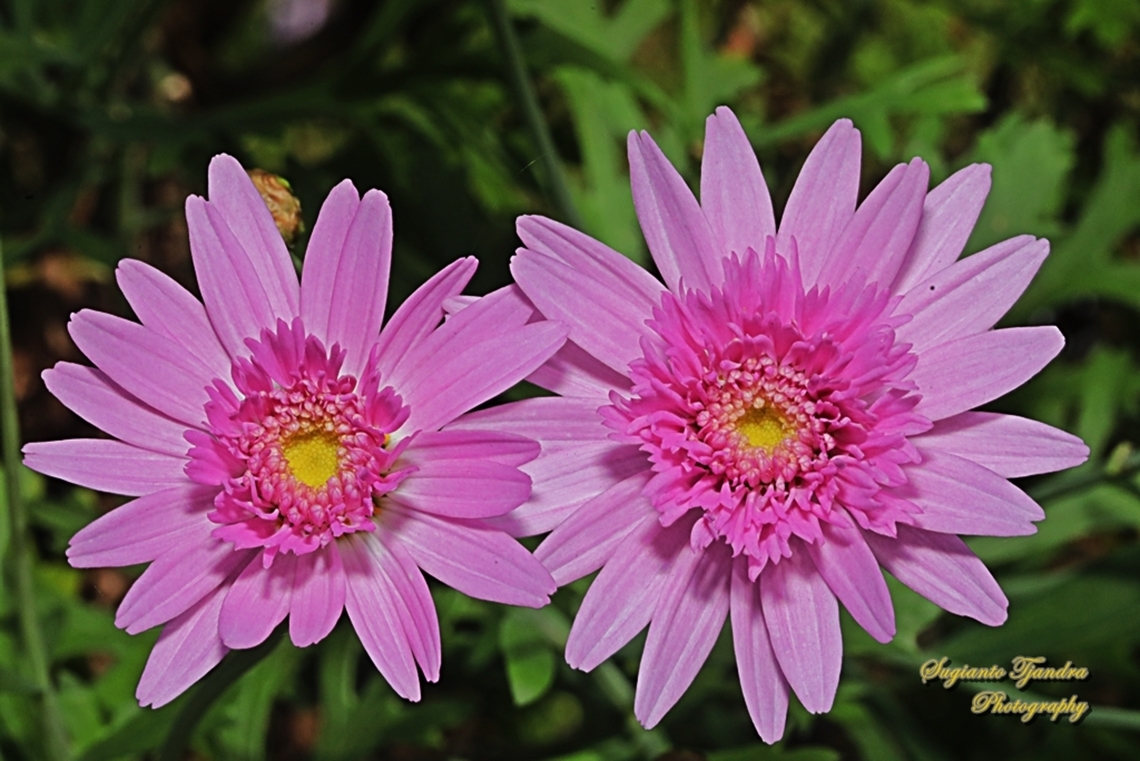 Common Chrysanthemum, Chrysanthemum &times; morifolium  Australia,Geotagged,Spring