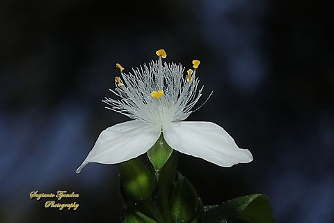 Small-leaf Spiderwort, Tradescantia fluminensis  Australia,Geotagged,Spring,Tradescantia fluminensis