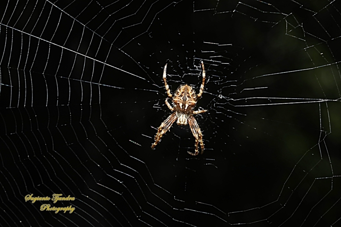 Eastern Bush Orbweaver Spider, Plebs eburnus  Australia,Eastern Grass Orb-weaver,Geotagged,Plebs eburnus,Spring