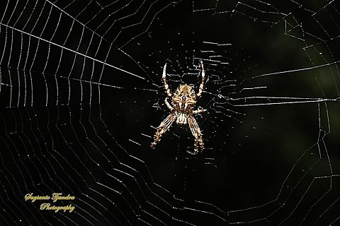 Eastern Bush Orbweaver Spider, Plebs eburnus  Australia,Eastern Grass Orb-weaver,Geotagged,Plebs eburnus,Spring