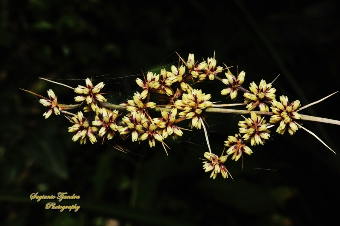 Spiny-headed Mat-Rush, Lomandra longifolia  Australia,Geotagged,Lomandra longifolia,Spiny-head mat-rush,Spring