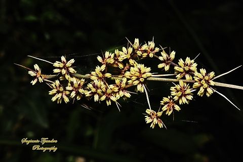 Spiny-headed Mat-Rush, Lomandra longifolia  Australia,Geotagged,Lomandra longifolia,Spiny-head mat-rush,Spring