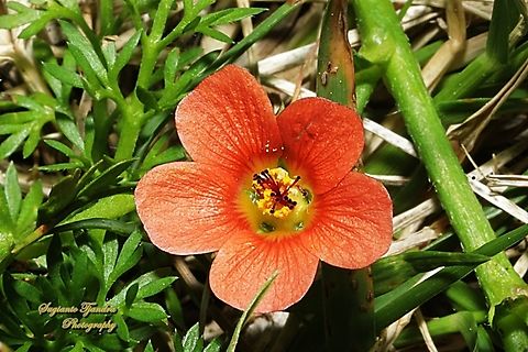 Carolina Bristlemallow, Modiola caroliniana  Australia,Geotagged,Modiola,Modiola caroliniana,Spring