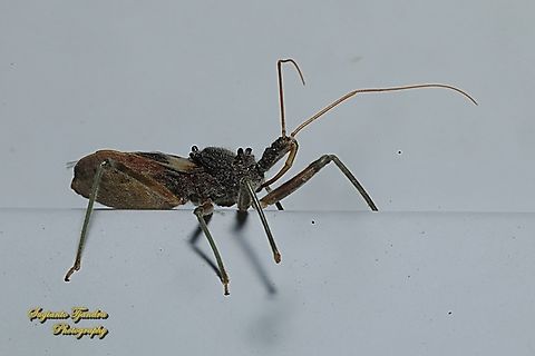 Common Assassin Bug, Pristhesancus plagipennis  Australia,Australian assassin bug,Geotagged,Pristhesancus plagipennis,Spring