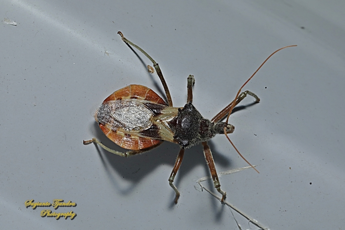 Common Assassin Bug, Pristhesancus plagipennis  Australia,Australian assassin bug,Geotagged,Pristhesancus plagipennis,Spring