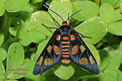 White Antennae Wasp Moth, Amata nigriceps  Amana nigriceps,Amata nigriceps,Australia,Geotagged,Spring