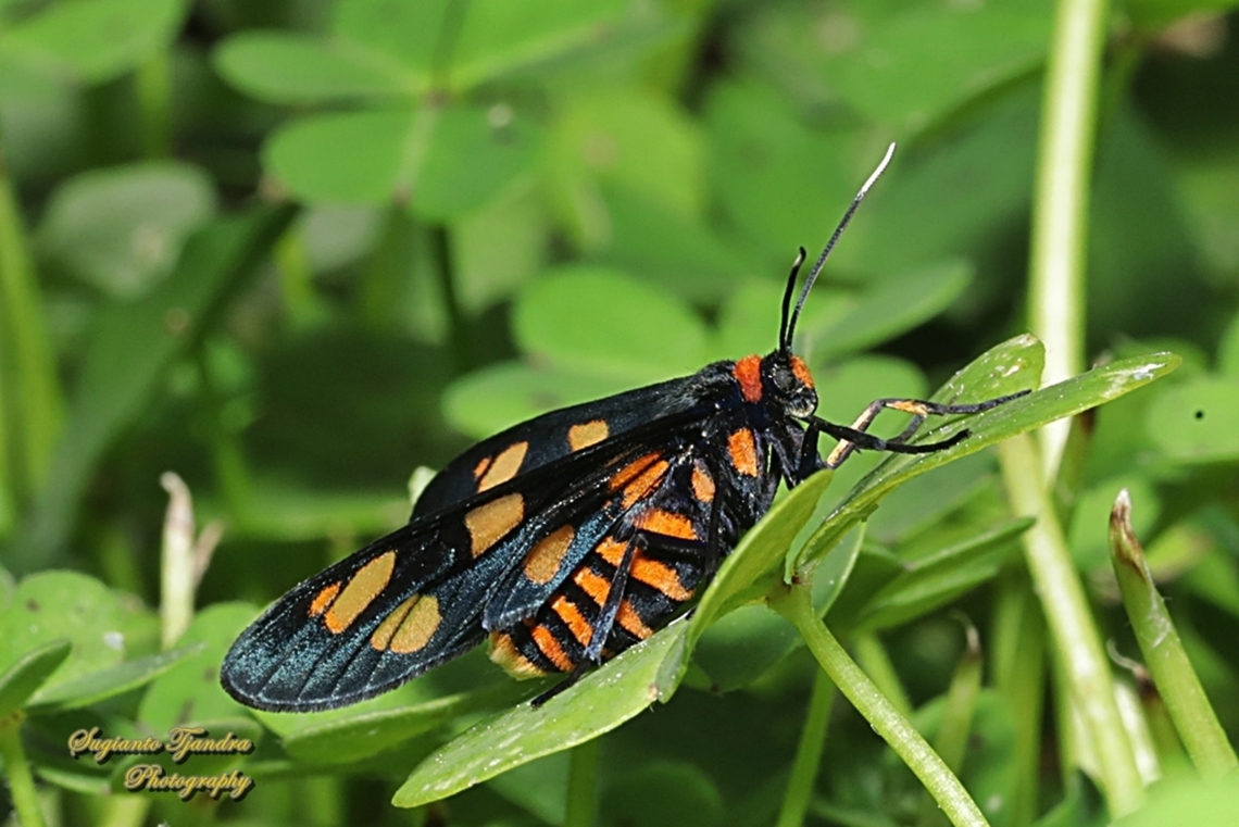 White Antennae Wasp Moth, Amata nigriceps  Amana nigriceps,Amata nigriceps,Australia,Geotagged,Spring